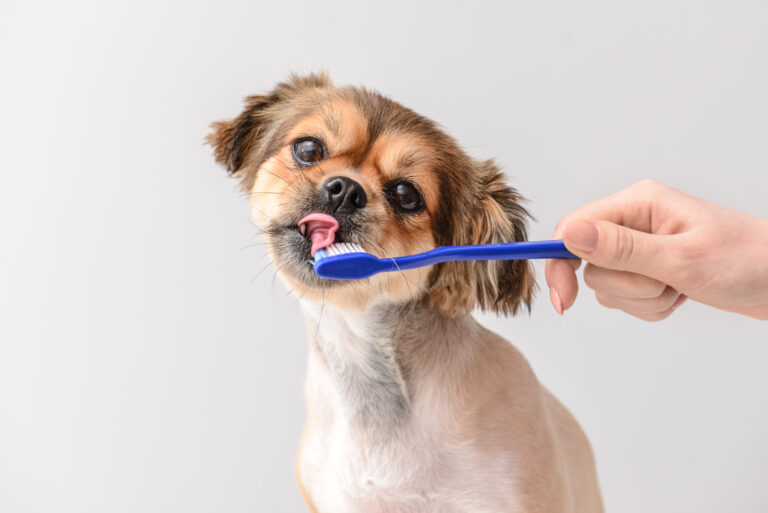 Does pet insurance cover dental care?