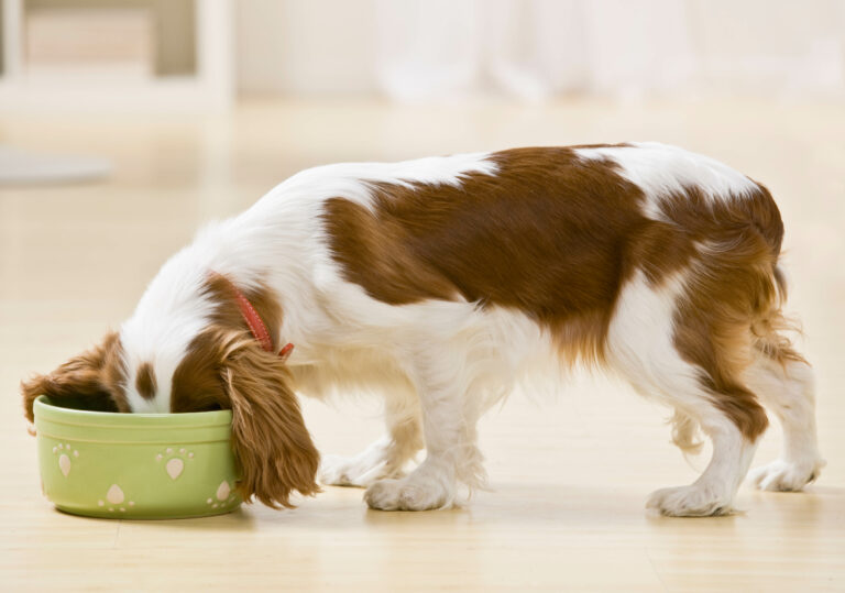 Does pet insurance cover pre-existing digestive conditions?