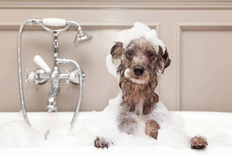 Does pet insurance cover grooming?