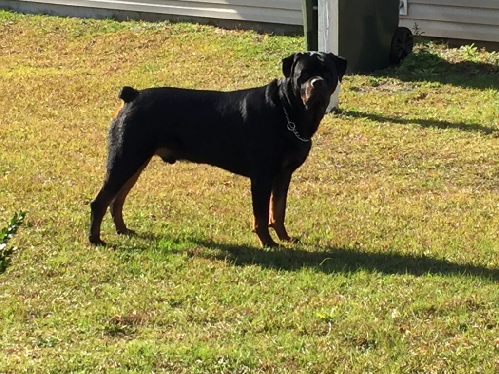 Pet Insurance, The Cautionary Tail of Maximus Jr.