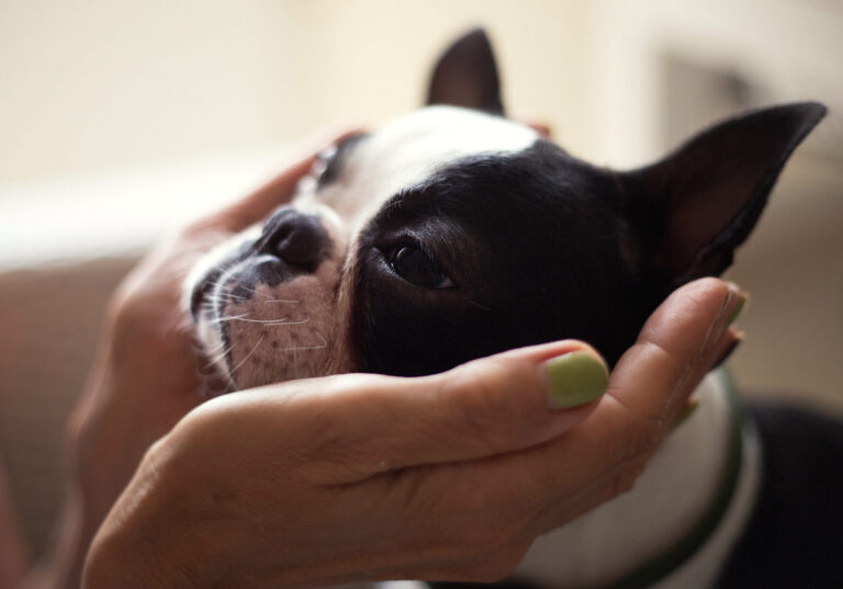 Does pet insurance cover pre-existing liver conditions?